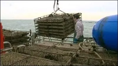 En mditerrane, un mode d'levage des hutres n'est pas pratiqu, lequel ?