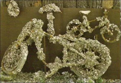 Pour rsister  la mare et aux courants, l'hutre se fixe sur un support. Quelle est la particularit de cette opration :