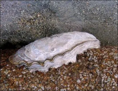 Une hutre fine c'est...