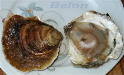 L'hutre plate de Bretagne, la Belon, doit son nom  :