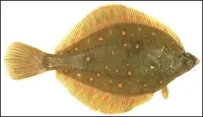 Quel est ce poisson synonyme de carrelet ?