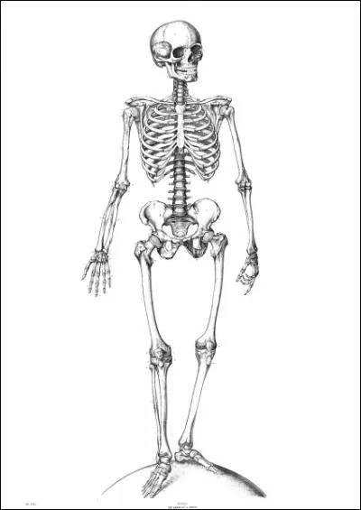 Combien d'os articuls le squelette humain comporte-t-il ?