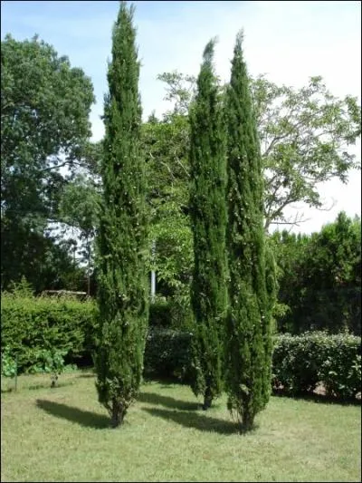 Que sont ces arbres ?