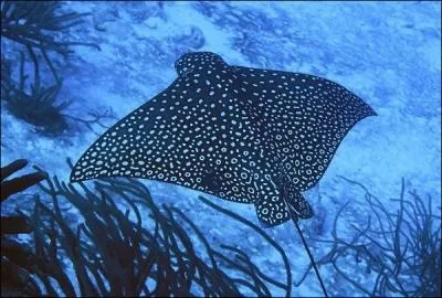 Quel est le nom de cette raie ?