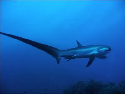 Voil un requin avec une drle de tte, comment se nomme-t-il ?