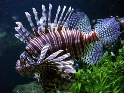 De quel poisson s'agit-il ?