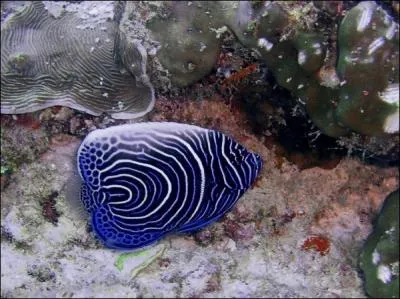 Voici un poisson magnifique, trouvez son nom :