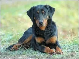 De quelle race est ce chien ?