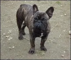 Ce chien est de quelle race ?