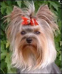 Comment s'appelle ce chien ?