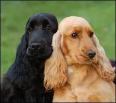 De quelle race sont ces chiens ?