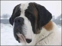 Donnez le nom de cette race de chien :