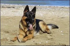 De quelle race est ce chien ?