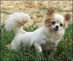 Ce chiot est de quelle race ?