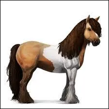 Quelle est la race de ce cheval d'Equideow ?