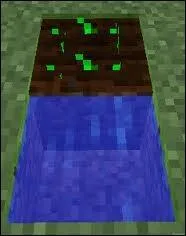 Combien de stades mesure-t-on pour le bl ?