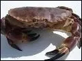 Quel animal vit sur la plage et a de grosses pinces ?