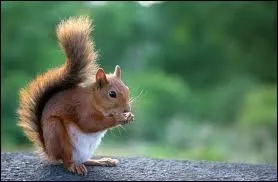 Quel animal mange des noisettes ?