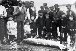 Existait-il une pche de l'esturgeon pour le caviar sauvage en Gironde dans les annes 20 ?