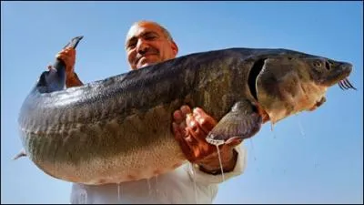 Le caviar vendu dans l'UE doit mentionner le pays de provenance ou de conditionnement, le code espce, le n de lot etc. . Mais aussi une lettre pour indiquer s'il est d'levage ou sauvage. Ce sont :