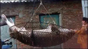 Quel moyen est-il utilis maintenant pour prlever les oeufs ?