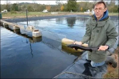 Trois espces d'esturgeons sont principalement utilises pour l'levage dans le monde. En France on utilise principalement le :