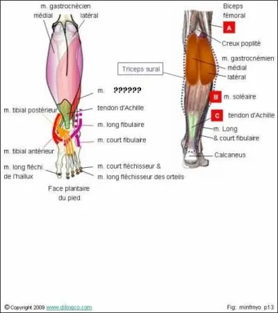 Il vous aide  sauter,  marcher. Il se situe sur la postrieure de la jambe, du tibia et du pron jusqu'au tendon d'Achille.
