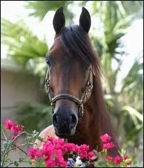 Quelle est ma race ?