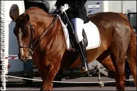 Quelle est ma race ?