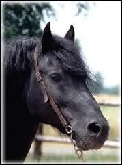 Quelle est ma race ?