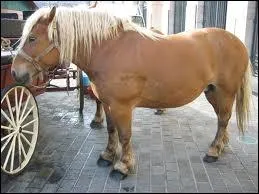 Quelle est ma race ?