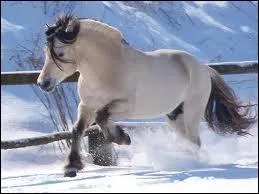 Quelle est ma race ?