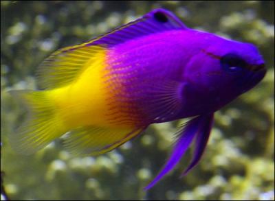 Quel est ce rare poisson aux belles couleurs ?