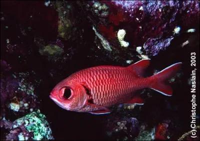 Comment se nomme ce poisson ?