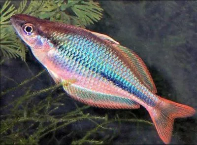 Voici un beau spcimen mais quel est son nom ?