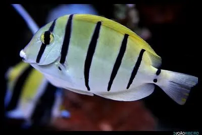 Voil une varit de poisson chirurgien mais laquelle ?