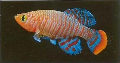 Quel est le nom de ce poisson ?