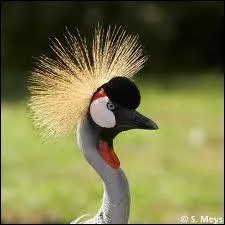 Quel bel oiseau est ainsi couronn ?