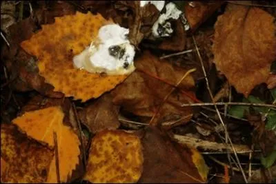 Et cet animal (... ) Sur le cahier fait, caddis !