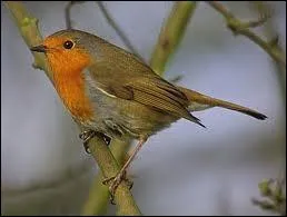 Quel est cet oiseau ?