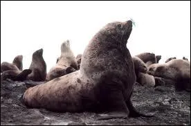 Comment s'appelle cet animal (deux rponses) ?