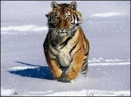 Quel est ce flin (deux rponses) ?