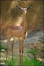 Quelle est cette championne du saut en longueur (deux rponses) ?