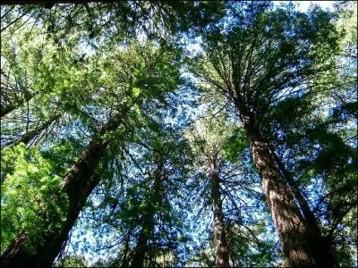 Le squoia sempervirens est un conifre originaire de Californie. Quelle est la taille moyenne de cet arbre ?