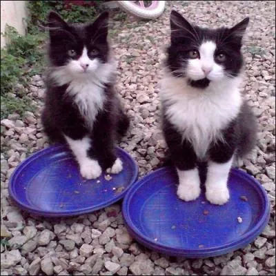 Qu'appellent-on "Les jumeaux hendayais" ?