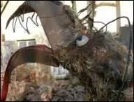 Quatre hommes portent avec peine La (... ) du noir Peteu...