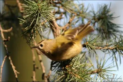 Orthographe : Il n'était pas, (... ) de poète, Gros comme le poing d'un enfant ;