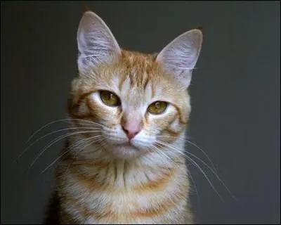 Qui et pourquoi s'occupe-t-elle des chatons et non Poil d'cureuil (leur mre) ?