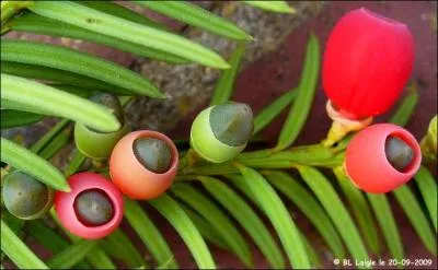 Comment sont appeles les baies de l'if , de leur vrai nom Taxus Baccata ?