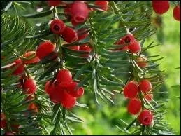 Les baies de l'if sont-elle toxiques ?